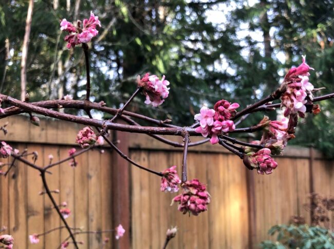 Viburnum Pink Dawn Resized Wells Medina Nursery