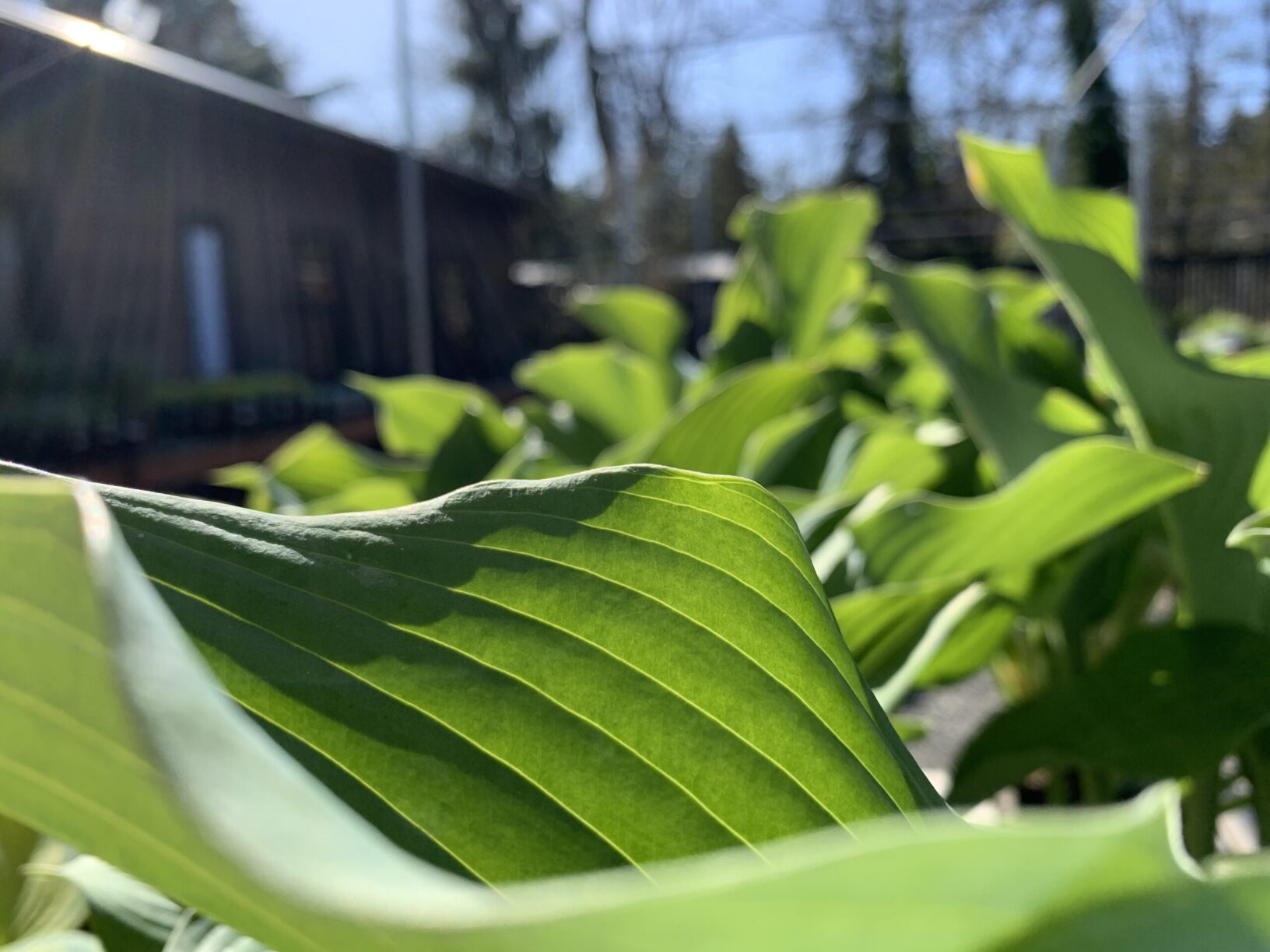 Hosta Krossa Regal Wells Medina Nursery