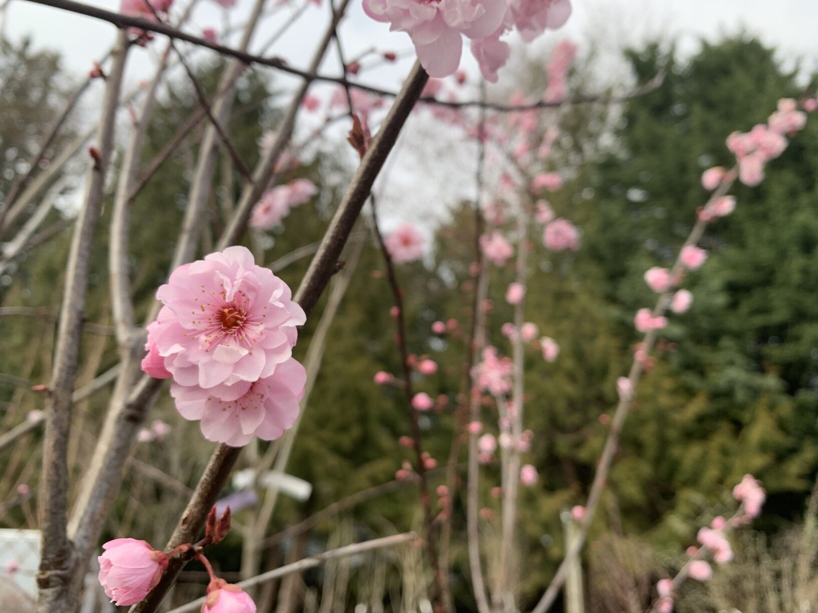 Prunus X Blirieana 2 Wells Medina Nursery