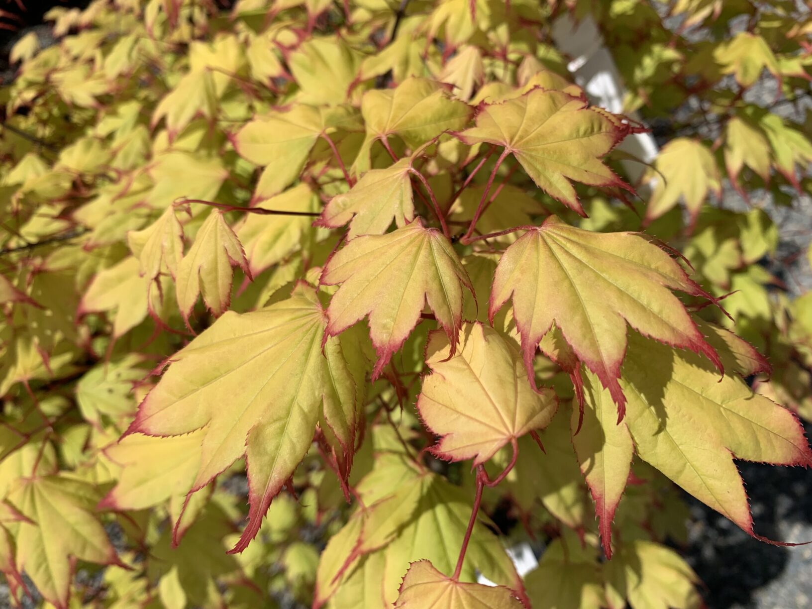 Acer Palmatum Tsuma Gaki Wells Medina Nursery