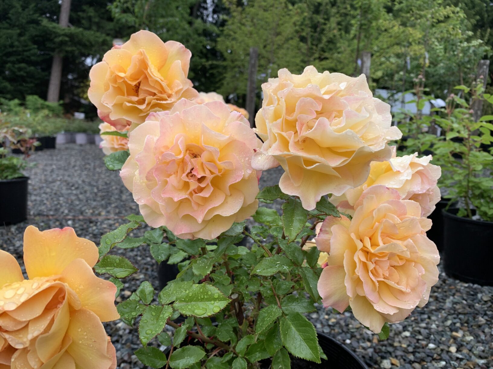 Rosa Rosie The Riveter Wells Medina Nursery