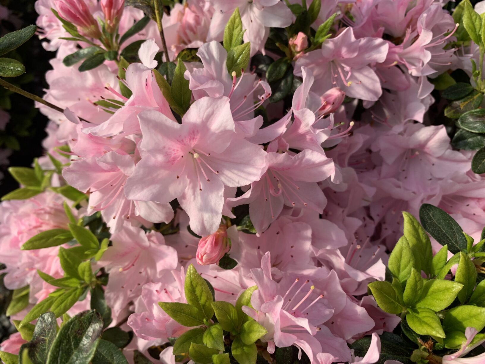 Rhododendron Alazea Ellie Harris Wells Medina Nursery