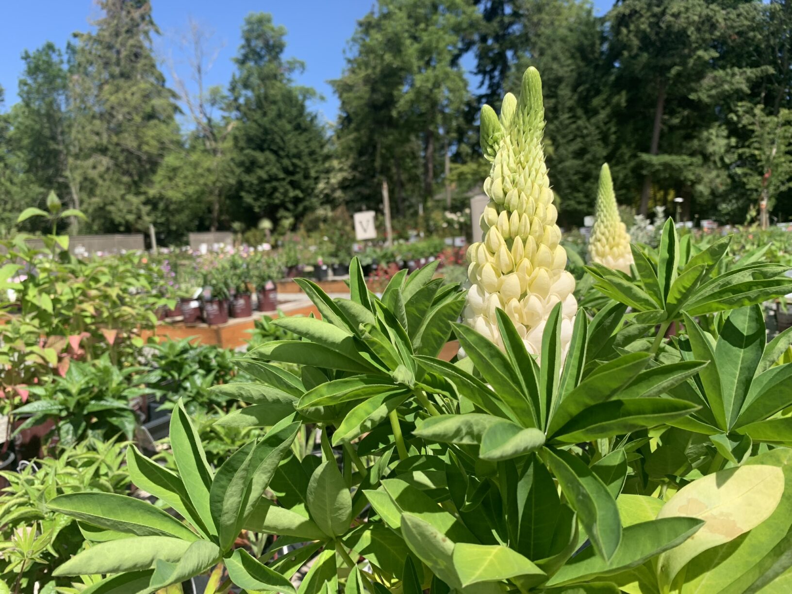 Lupinus Westcountry Polar Princess Wells Medina Nursery