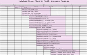 Hellebore Bloom Chart copy