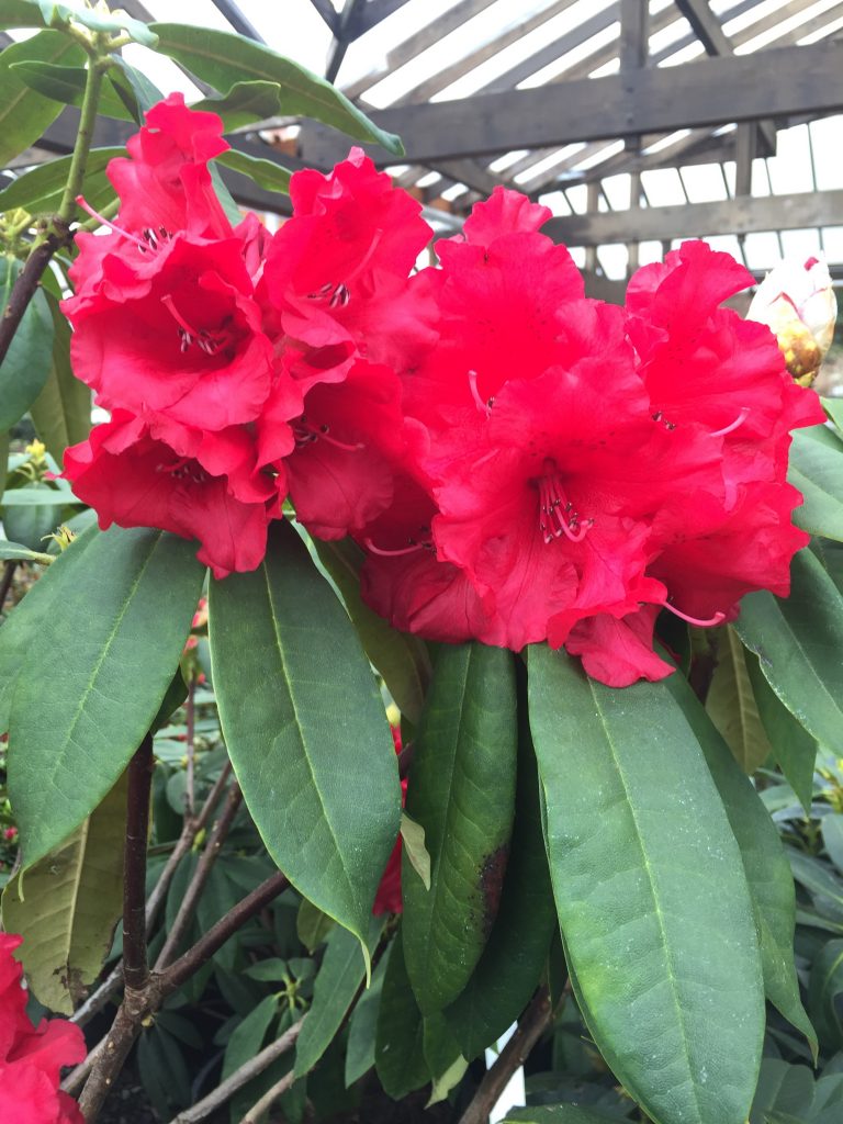 Rhododendron Grace Seabrook | Wells Medina Nursery