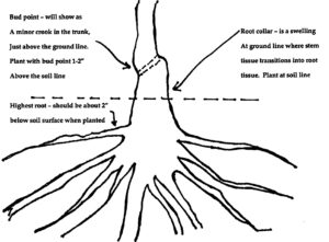 bare root diagram