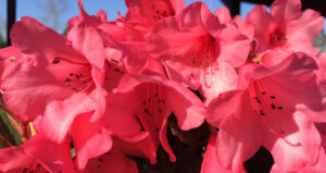 rhododendron winsome