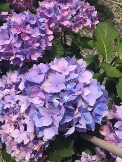 Hydrangea macrophylla Blue Enchantress | Wells Medina Nursery