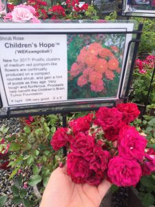 Shrub Rose Children's Hope