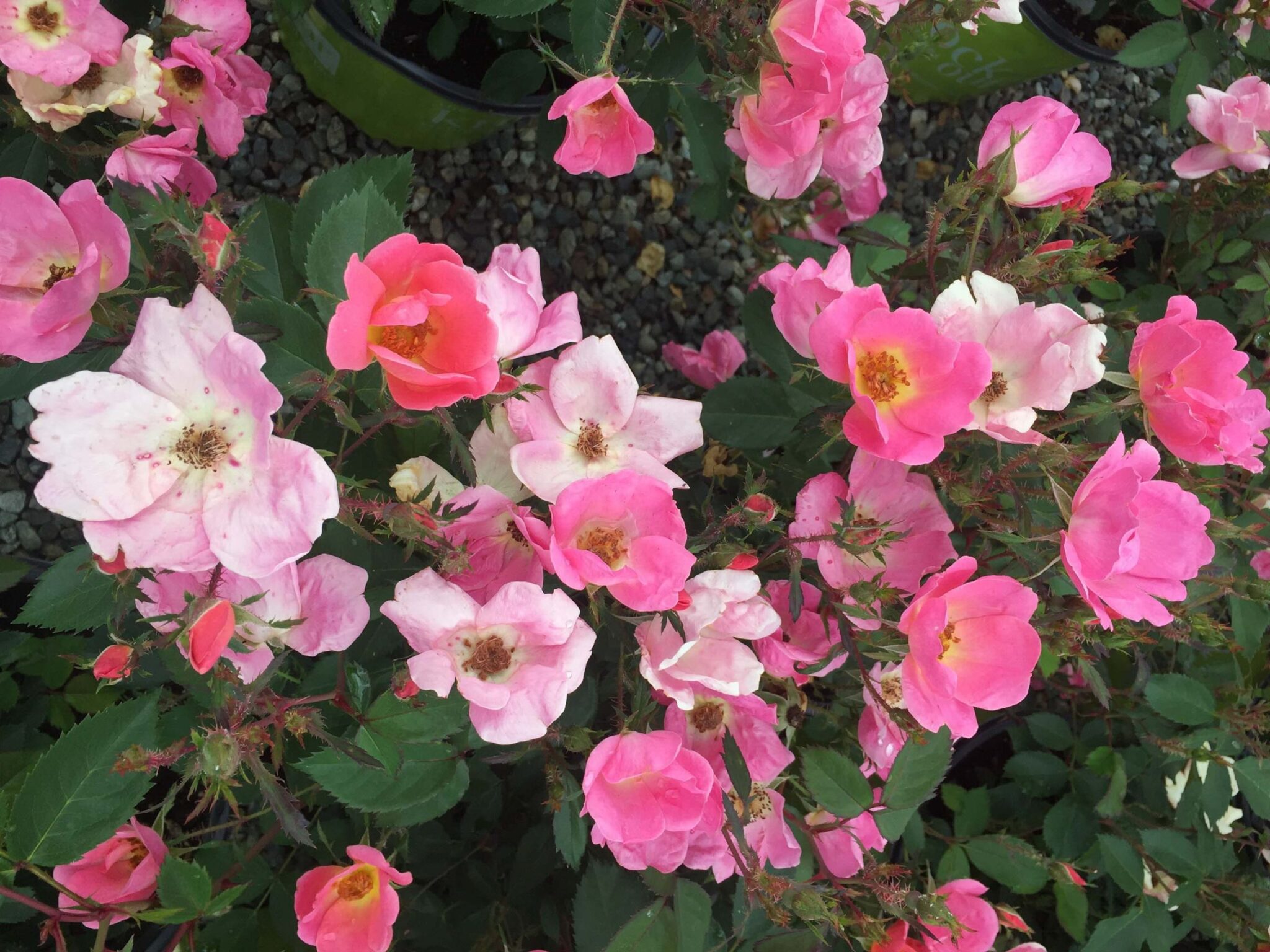 knock out rose bush knock out rose bush