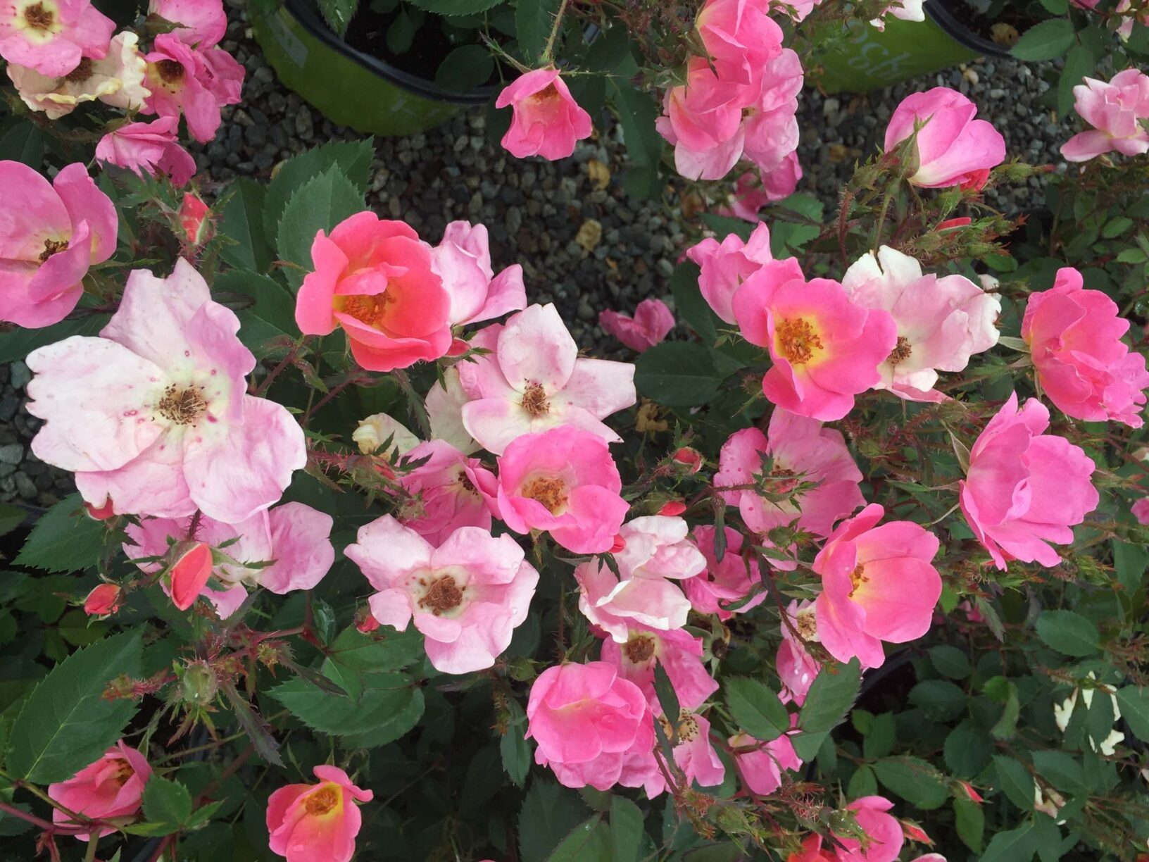 Shrub Rose Rainbow Knock Out