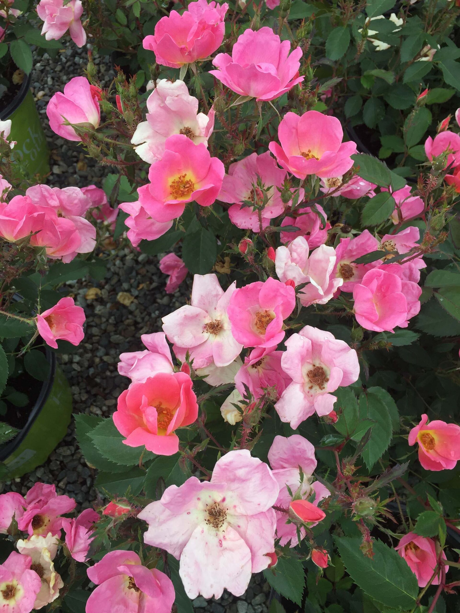 Knock Out Shrub Rose 'Rainbow' Shrub Rose Rainbow Knock Out