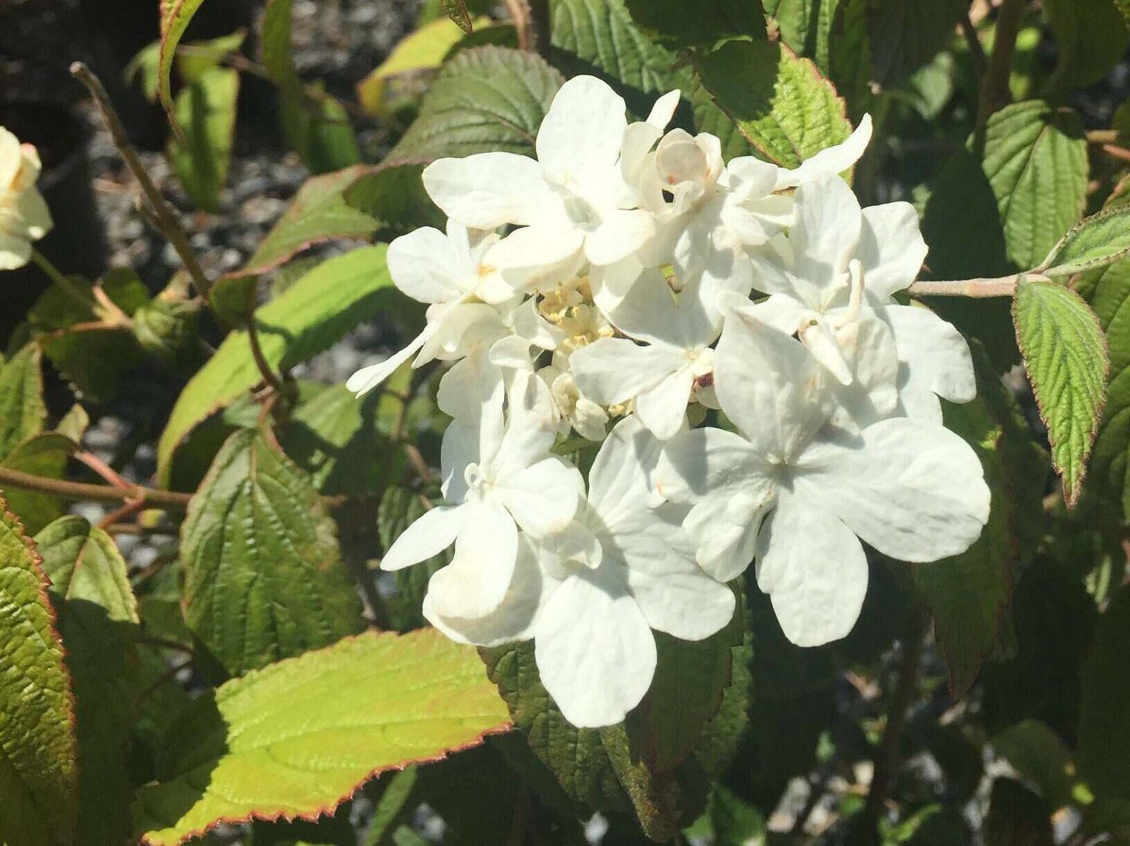 Viburnum plicatum Kilamanjaro