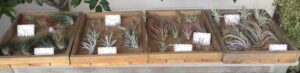 air plant