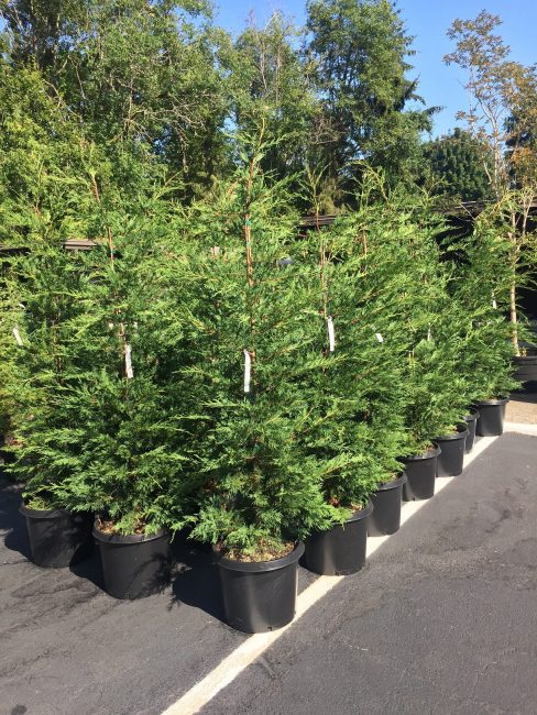 Cupressus leylandii ‘Emerald Isle’ | Wells Medina Nursery