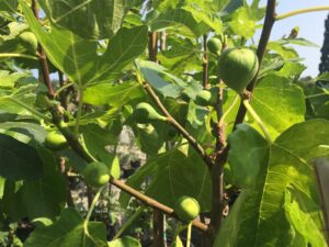 Ficus carica 'Vern's Brown Turkey' Fig
