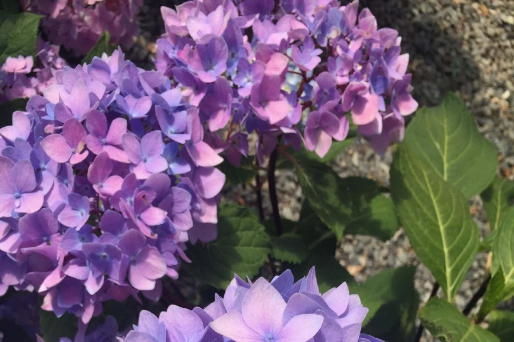 Hydrangea macrophylla Blue Enchantress Wells Medina Nursery
