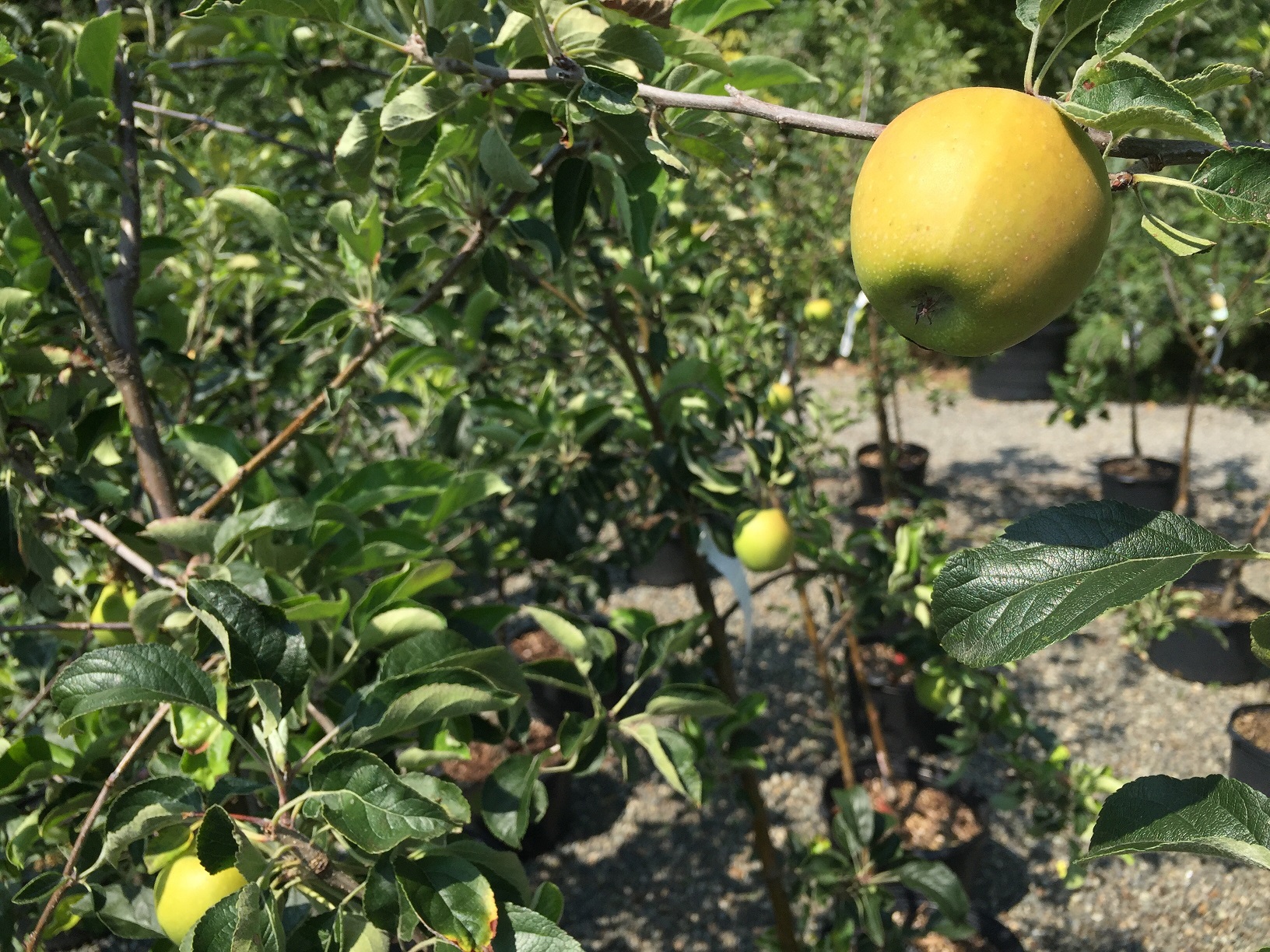 Malus 'Goldrush' Apple