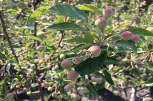Maus 'Adirondack' Flowering Crabapple
