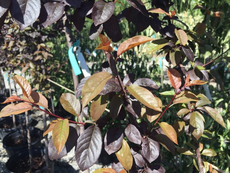 Prunus ceracifera ‘Thundercloud’ | Wells Medina Nursery