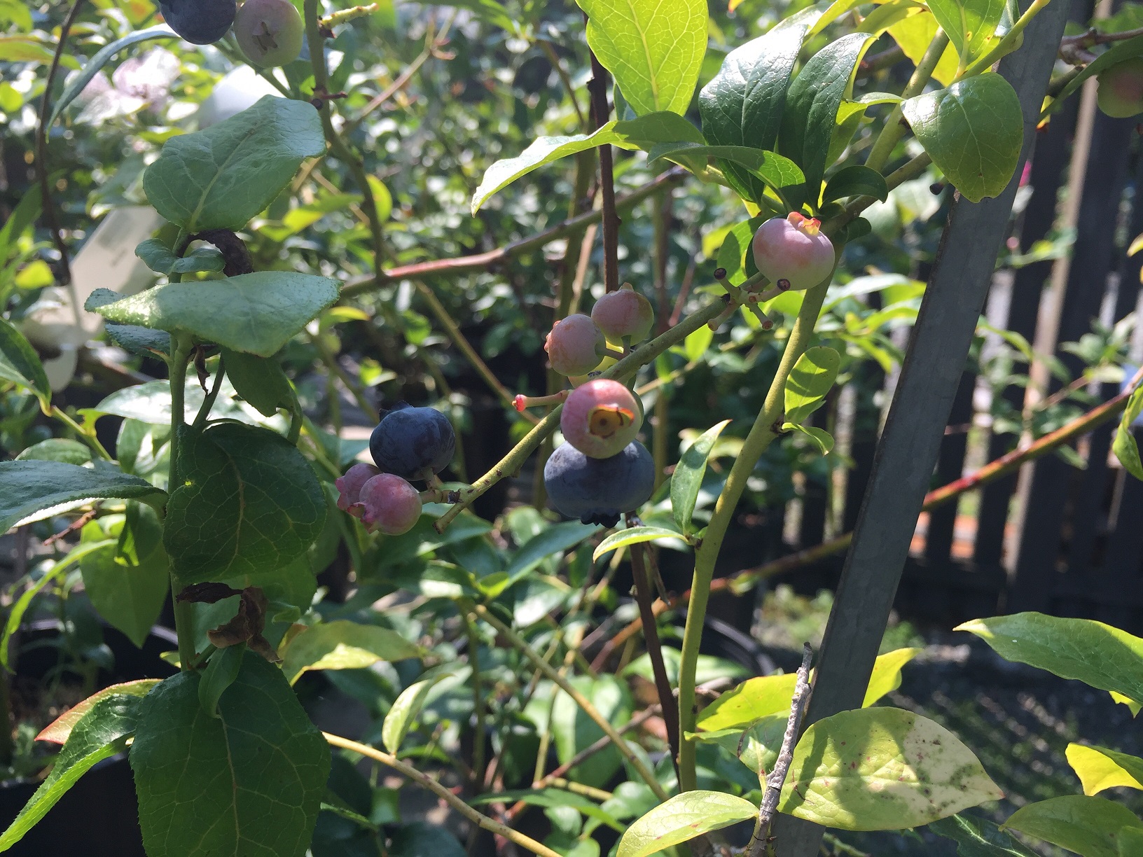 Vaccinium corymbosum 'Blueray' Northern Highbush Blueberry