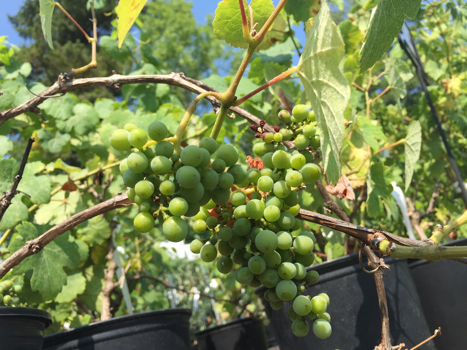 Vitis 'Gewurztraminer 04' Wine Grape