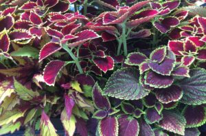 coleus