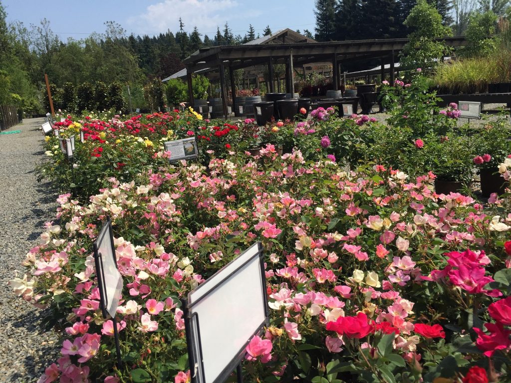 rose beds Wells Medina Nursery