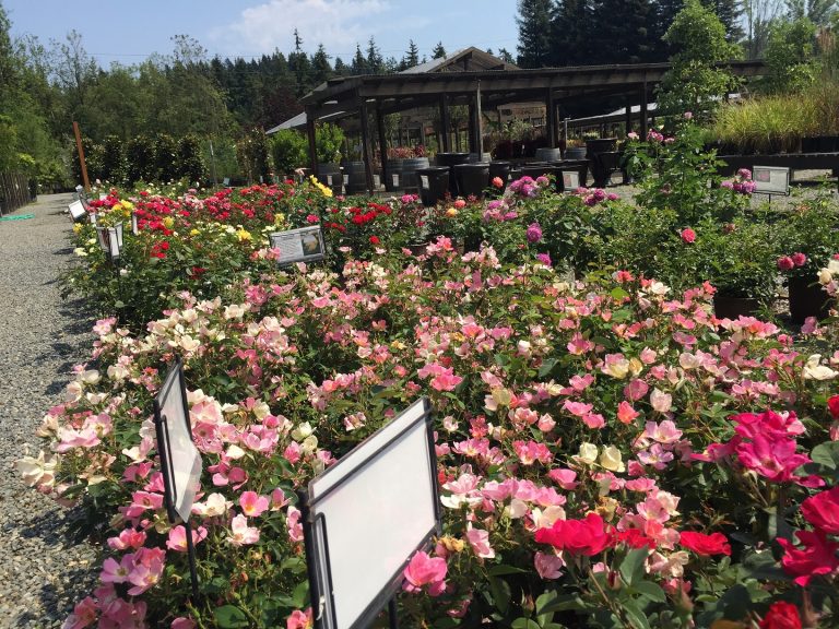 rose beds Wells Medina Nursery