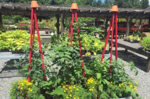 tomatoes