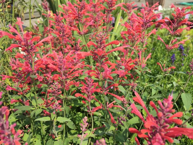 agastache kudos coral agastache kudos coral