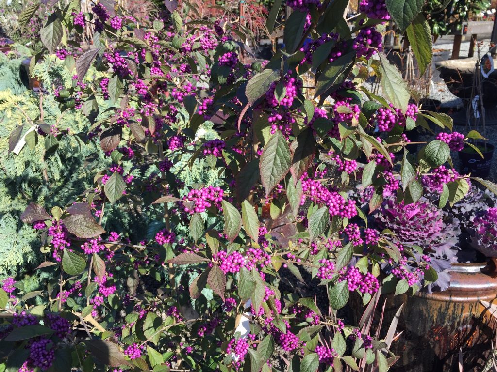 Callicarpa Bodinieri ‘profusion Wells Medina Nursery