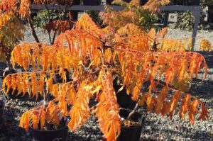 Rhus typhina 'Tiger Eyes