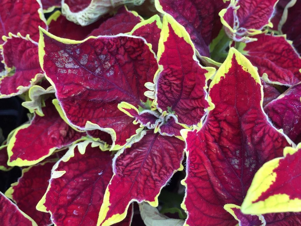 Coleus Q&A with Lisa Wells Medina Nursery