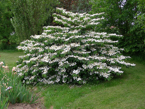 Viburnum Molly Schroeder