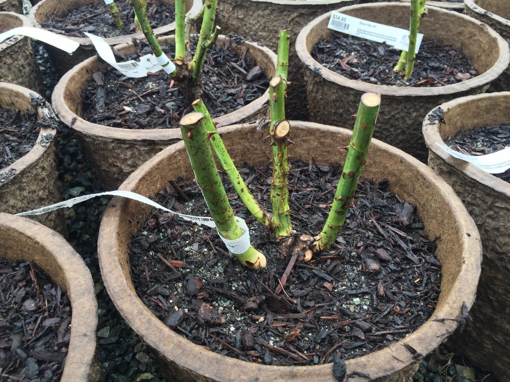 pruned hybrid tea Wells Medina Nursery
