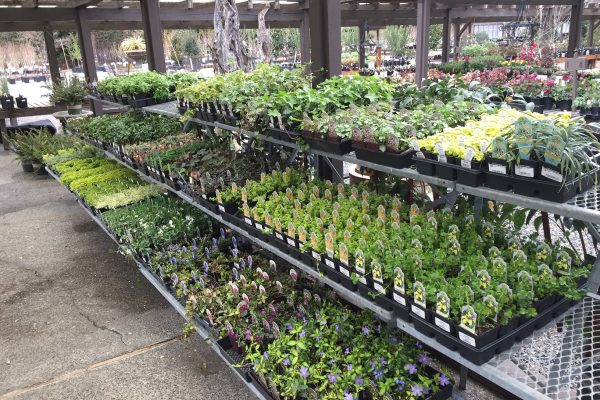 Shade groundcover