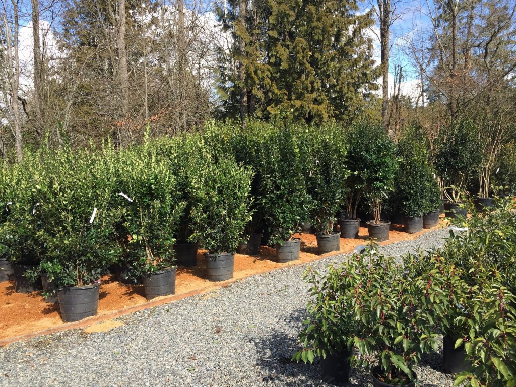 Screening Shrubs Wells Medina Nursery