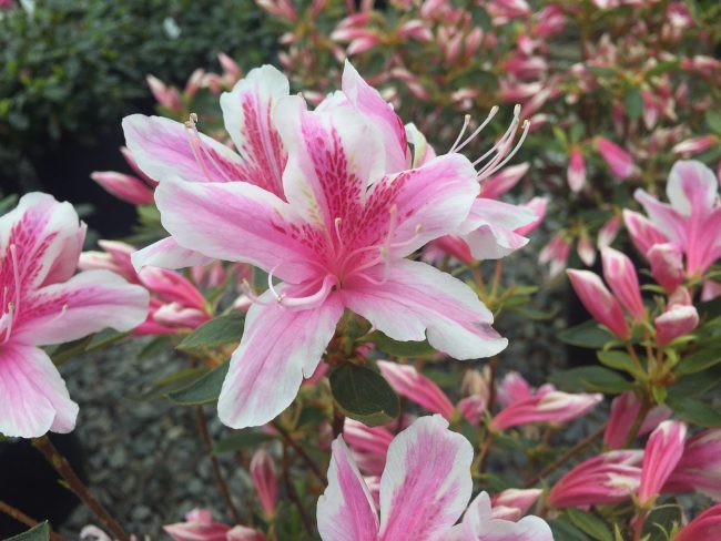 Azalea Pixie | Wells Medina Nursery