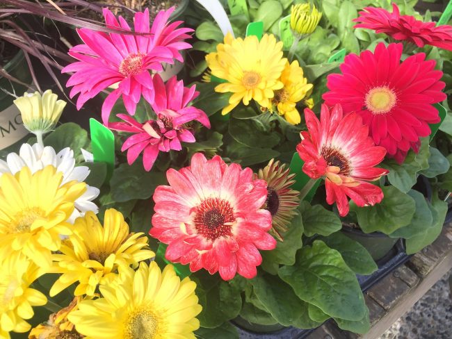 Gerber Daisies | Wells Medina Nursery