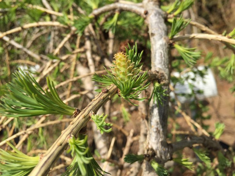 Larch Cone Wells Medina Nursery