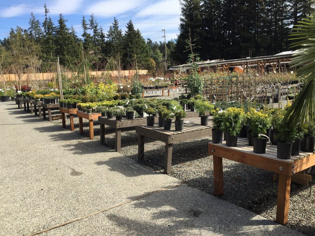 One Gallon Tables Wells Medina Nursery