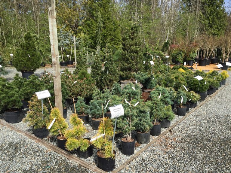 Pine Beds Wells Medina Nursery