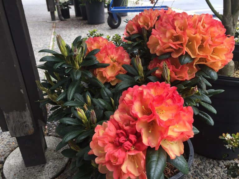 rhododendron-seaview-sunset-wells-medina-nursery