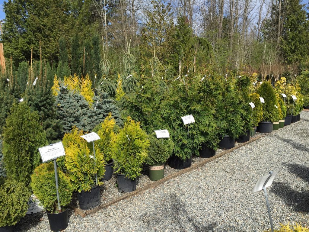 Thuja Bed | Wells Medina Nursery