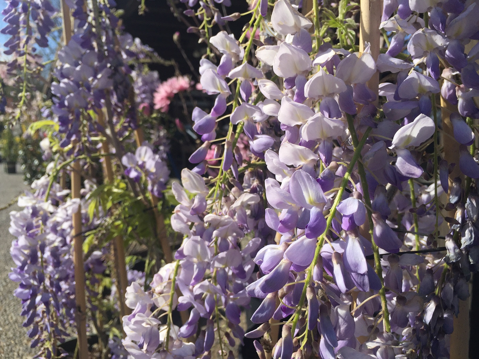 Texas Purple Japanese Wisteria