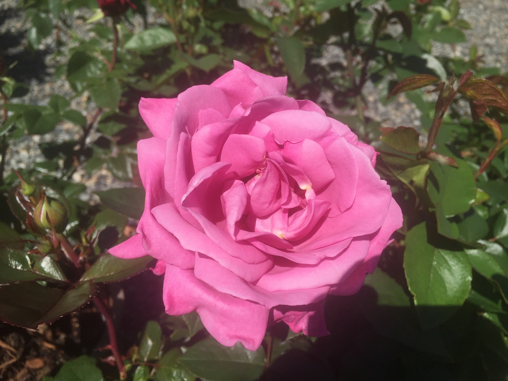 Heirloom Hybrid Tea | Wells Medina Nursery