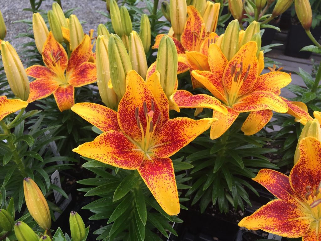 Orange Matrix Asiatic Lily Wells Medina Nursery