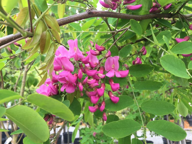 Purple Robe Robinia Wells Medina Nursery