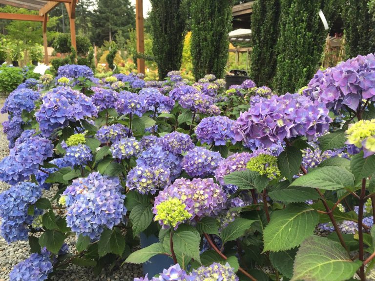 Bloomstruck Hydrangea | Wells Medina Nursery